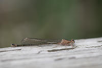 Red Tinted Damselfly