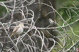 Hummingbird Listening To Hermet Thrush