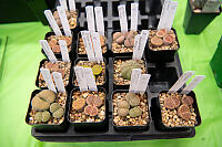 Lithops For Sale