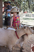 Nara Brushing The Goats