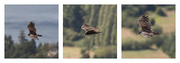Turkey Vulture Circling Mount Doug