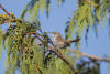 Bewick's Wren