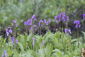 Jeffreys Shootingstar