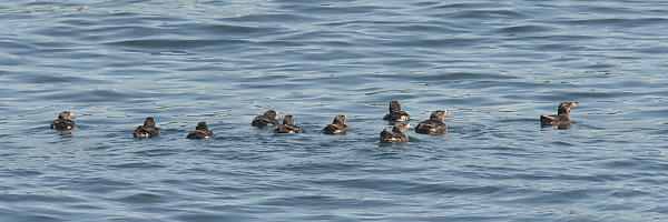 Rhinoceros Auklet Swimming Together