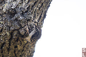 Brown Creeper In Sunny Patch