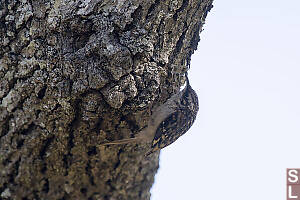 Brown Creeper Looking Up