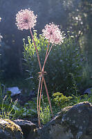 Flowers Glowing In Morning Sun