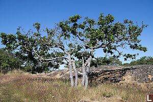 Four Oak Trees With Green Leaves