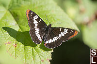 Lorquins Admiral Dorsal