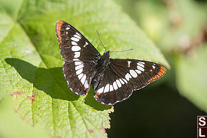 Lorquins Admiral Dorsal