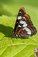 Lorquins Admiral Ventral