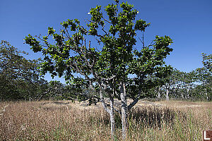 Oak Trees In Drying Meadow
