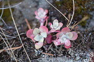 Broad Leaved Stonecrop