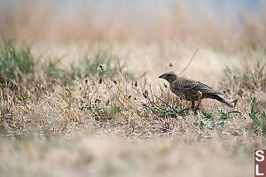 Female Molothrus Ater