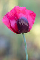 Magenta Poppy