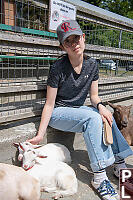 Nara With Sleeping Goats
