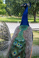 Peacock Watching Me