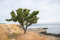 Pear Tree At Edge Of Island
