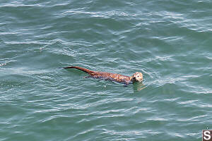 River Otter Swimming