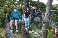 Sitting On Bent Over Oak Tree