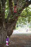 Nara Really Climbing Trees