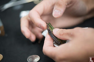 Counting Feathers