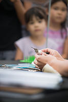 Hummingbird In Straight Jacket