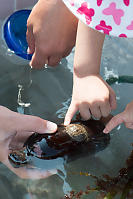 Woody Chiton On Bottle