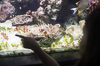 Clown Fish In Anemone