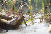 Pipefish In Eel Grass