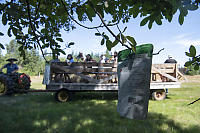 Fruit Snacks In Tree