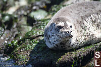 Furry Light Grey Seal