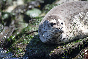 Furry Light Grey Seal