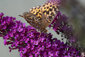 Hydaspe Fritillary Face