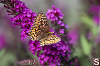 Hydaspe Fritillary On Butterfly Bush