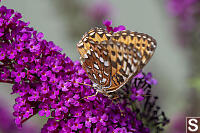 Hydaspe Fritillary Ventral