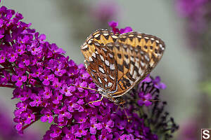 Hydaspe Fritillary Ventral