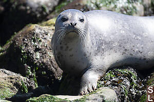 Lighter Morph Seal