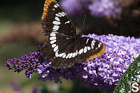 Lorquins Admiral On Butterfly Bush
