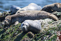 Mottled Seal On Rocks