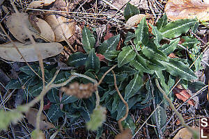 Western Rattlesnake Plantain Leaves