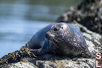 Wet Seal Looking Dark