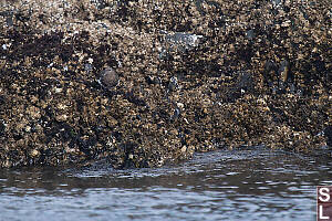 Black Turnstone Blending In