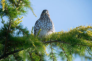 Blue Eyes On Juvenile Coopers Hawk