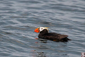Breeding Tufted Puffin