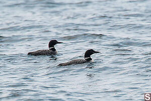 Common Loon