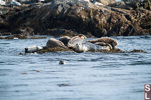 Concerned Seals On Rock