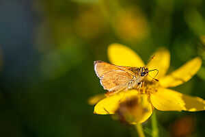 European Skipper On Flower