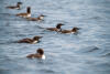 Line Of Murres
