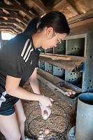 Nara Collecting Eggs